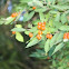 Lonicera