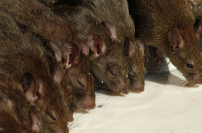 rat_temv.jpg