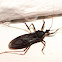 Gaint Assasin Bug