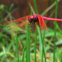 Crimson Marsh Glider