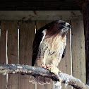 Red-tailed Hawk