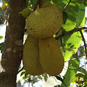 Jackfruit