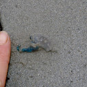 Portuguese man o' war
