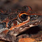 Freycinet's Frog