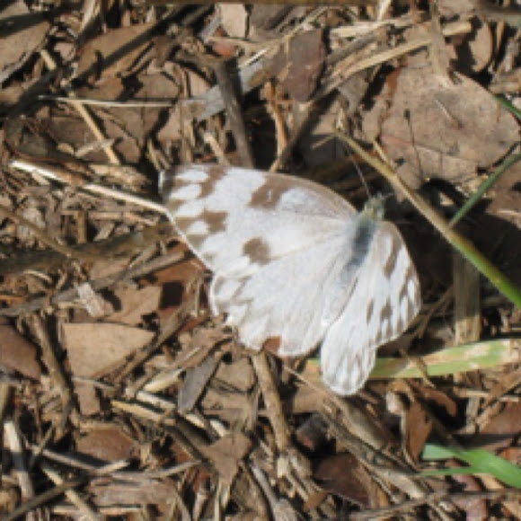 Spotting Image 1