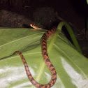 Northern Cat Eyed Snake