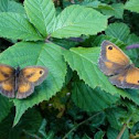 Gatekeeper