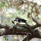 Pileated Woodpecker