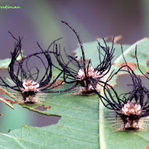 Van Java Wildlife