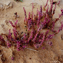 Slenderleaf ice plant