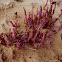 Slenderleaf ice plant