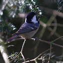 Coal Tit