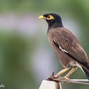 Myna