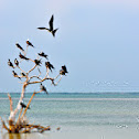 Magnificent Frigatebird
