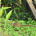 Northern Treeshrew