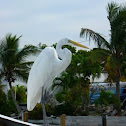 Great Egret