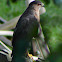 Sharp-Shinned Hawk