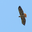 Red-tailed Hawks