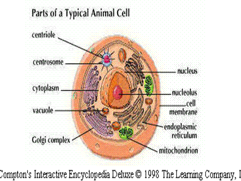 animal cells,make sure To animal cells,make sure To
