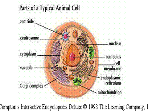 parts of an animal cell for kids