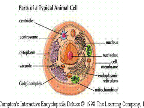 called a cytotoxic compound ("cell. Diagram printable nfpa label template 