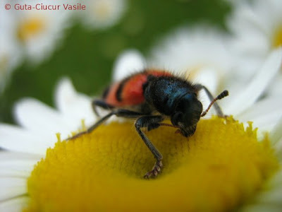 blackred-bug03
