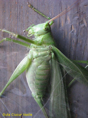 grasshopper busted - 02