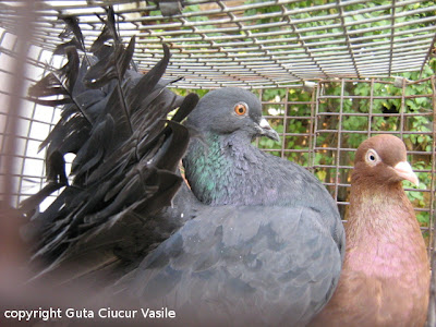 black fantail hen pigeon nr.1
