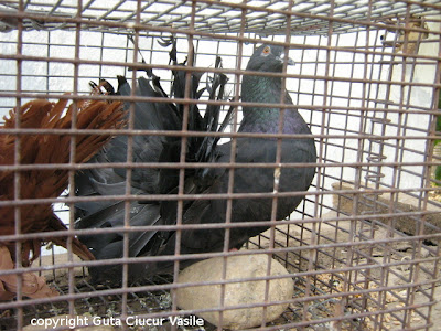 black fantail hen pigeon nr.3