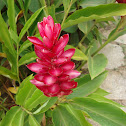 Alpínia