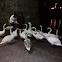 Swans