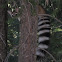 Ringtail cat