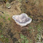Fungi