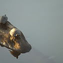 Indian roofed turtle