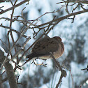 Mourning Dove