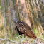 Limpkin