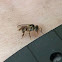Stingless bee