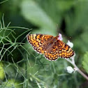Borboleta