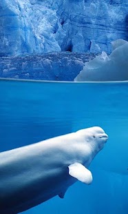 How to install 3D Ocean Live Wallpaper HD 1.0 mod apk for pc