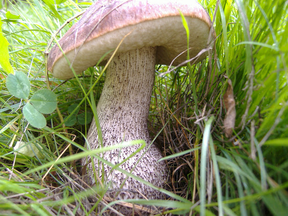 Spotting Image 1