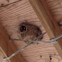 Cliff swallow