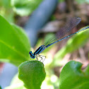 Swamp Bluet