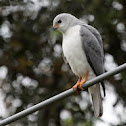 Grey Goshawk