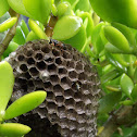 Wasp nest.
