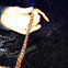 Western mudsnake