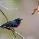 Rose Robin