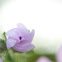 Malva