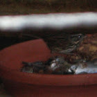Song Sparrow