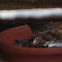 Song Sparrow