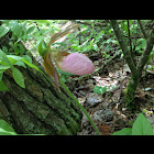 Pink Lady's Slipper